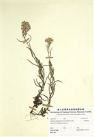 藏品(抱莖籟蕭)的圖片